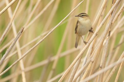 SEDGE WARBLER - Acrocephalus schoenobaenus - RIETZANGER