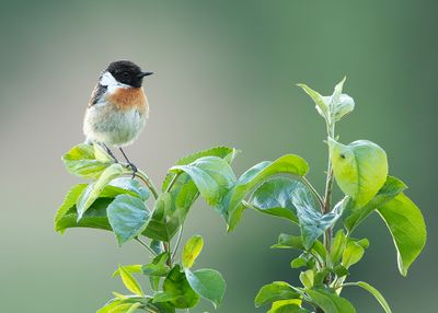 EUROPEAN STONECHAT - Saxicola rubicola - ROODBORSTTAPUIT