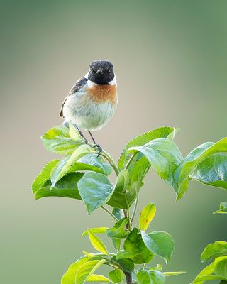 EUROPEAN STONECHAT - Saxicola rubicola - ROODBORSTTAPUIT