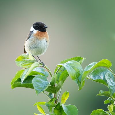 EUROPEAN STONECHAT - Saxicola rubicola - ROODBORSTTAPUIT