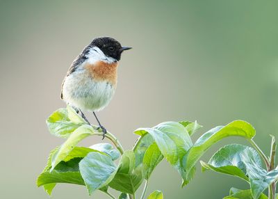 EUROPEAN STONECHAT - Saxicola rubicola - ROODBORSTTAPUIT