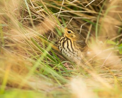 OLIVE-BACKED PIPIT - Anthus hodgsoni - SIBERISCHE BOOMPIEPER