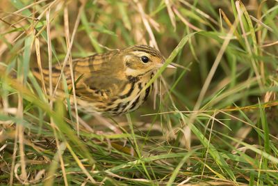 OLIVE-BACKED PIPIT - Anthus hodgsoni - SIBERISCHE BOOMPIEPER