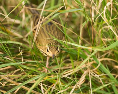 OLIVE-BACKED PIPIT - Anthus hodgsoni - SIBERISCHE BOOMPIEPER