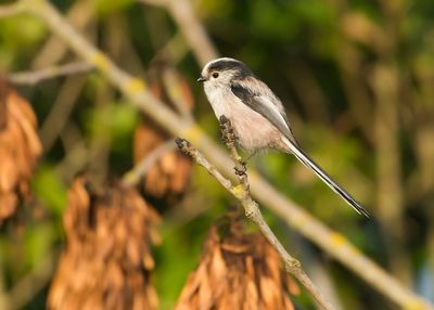 LONG-TAILED TIT - Aegithalos caudatus - STAARTMEES