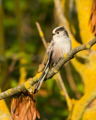 LONG-TAILED TIT - Aegithalos caudatus - STAARTMEES