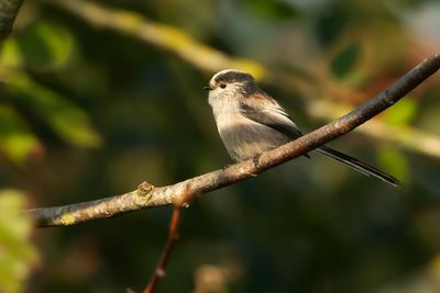 LONG-TAILED TIT - Aegithalos caudatus - STAARTMEES