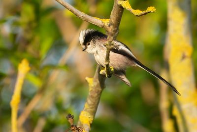 LONG-TAILED TIT - Aegithalos caudatus - STAARTMEES