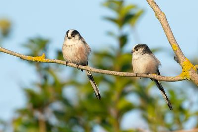 LONG-TAILED TIT - Aegithalos caudatus - STAARTMEES