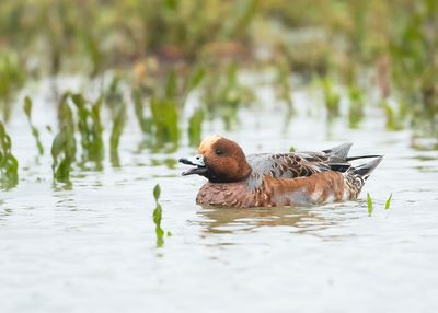 EURASIAN WIGEON - Mareca penelope - SMIENT