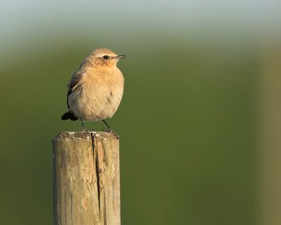 NORTHERN WHEATEAR - Oenanthe oenanthe - TAPUIT