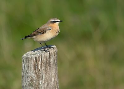 NORTHERN WHEATEAR - Oenanthe oenanthe - TAPUIT