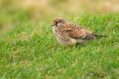 COMMON KESTREL - Falco tinnunculus - TORENVALK