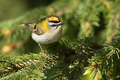 COMMON FIRECREST - Regulus ignicapilla - VUURGOUDHAAN