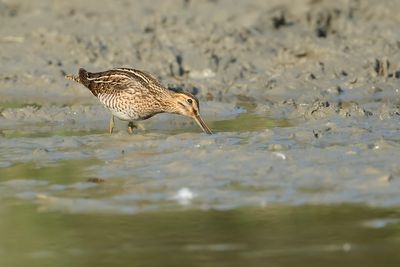 COMMON SNIPE - Gallinago gallinago - WATERSNIP