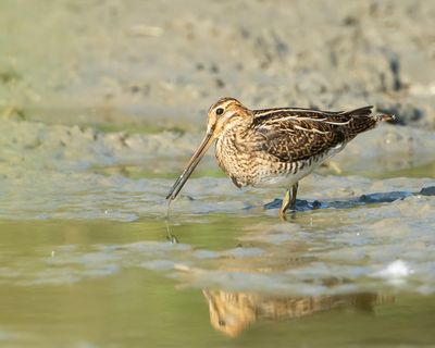 COMMON SNIPE - Gallinago gallinago - WATERSNIP