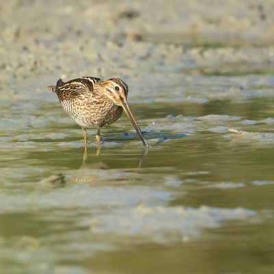 COMMON SNIPE - Gallinago gallinago - WATERSNIP