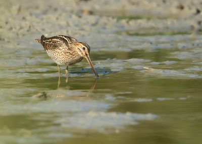 COMMON SNIPE - Gallinago gallinago - WATERSNIP