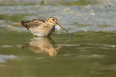 COMMON SNIPE - Gallinago gallinago - WATERSNIP