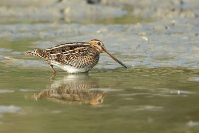 COMMON SNIPE - Gallinago gallinago - WATERSNIP