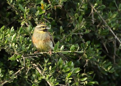 CIRL GORS - Emberiza cirlus - CIRLBUNTING 