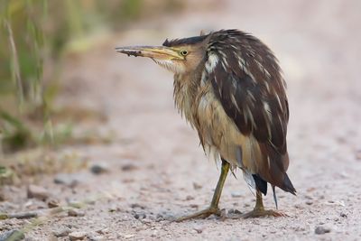 WOUDAAP - Ixobrychus minutus - LITTLE BITTERN