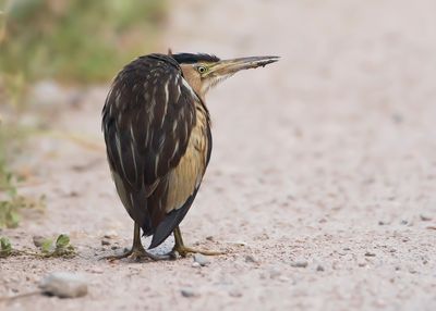 WOUDAAP - Ixobrychus minutus - LITTLE BITTERN