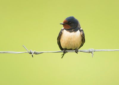 BOERENZWALUW - Hirundo rustica - BARN SWALLOW