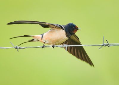 BOERENZWALUW - Hirundo rustica - BARN SWALLOW