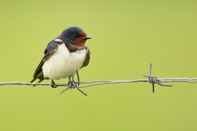 BOERENZWALUW - Hirundo rustica - BARN SWALLOW