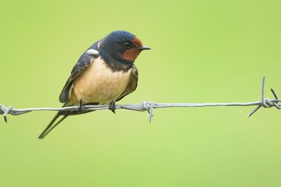 BOERENZWALUW - Hirundo rustica - BARN SWALLOW