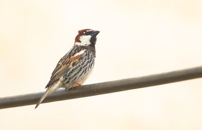 SPAANSE MUS - Passer hispaniolensis - SPANISH SPARROW