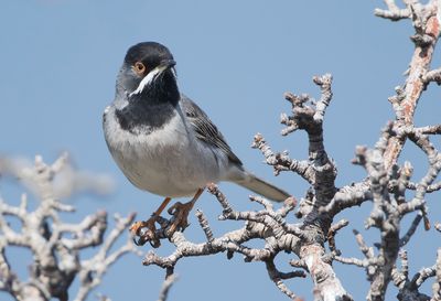 RÜPPELLS GRASMUS - Curruca ruppeli - RÜPPELL'S WARBLER