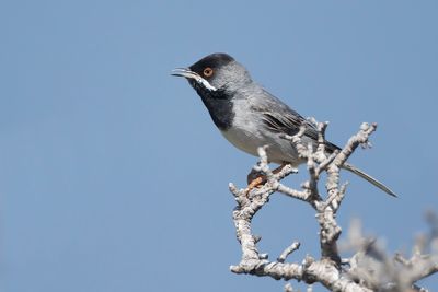 RÜPPELLS GRASMUS - Curruca ruppeli - RÜPPELL'S WARBLER