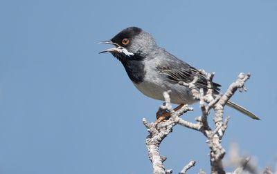 RÜPPELLS GRASMUS - Curruca ruppeli - RÜPPELL'S WARBLER