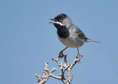 RÜPPELLS GRASMUS - Curruca ruppeli - RÜPPELL'S WARBLER