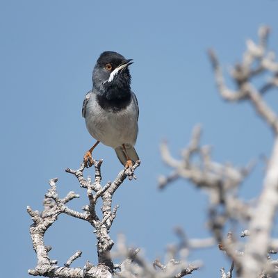 RÜPPELLS GRASMUS - Curruca ruppeli - RÜPPELL'S WARBLER