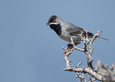 RÜPPELLS GRASMUS - Curruca ruppeli - RÜPPELL'S WARBLER