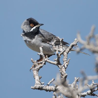 RÜPPELLS GRASMUS - Curruca ruppeli - RÜPPELL'S WARBLER