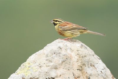 CIRL GORS - Emberiza cirlus - CIRLBUNTING 