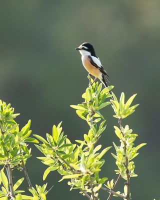 MASKERKLAUWIER - Lanius nubicus - MASKED SHRIKE