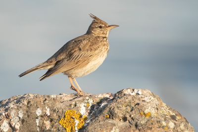 KUIFLEEUWERIK - Galerida cristata - CRESTED LARK