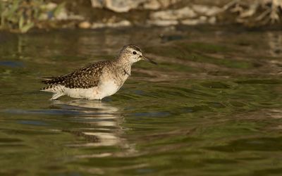 BOSRUITER - Tringa glareola - WOOD SANDPIPER 