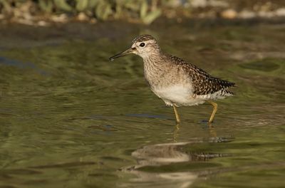 BOSRUITER - Tringa glareola - WOOD SANDPIPER 