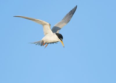 DWERGSTERN - Sternula albifrons - LITTLE TERN