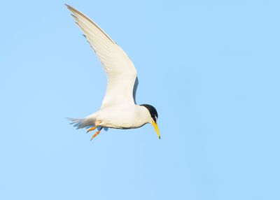 DWERGSTERN - Sternula albifrons - LITTLE TERN