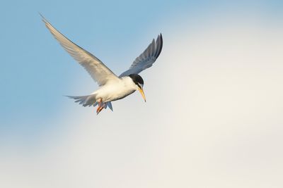 DWERGSTERN - Sternula albifrons - LITTLE TERN