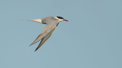 VISDIEF - Sterna hirundo - COMMON TERN