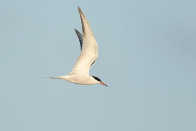 VISDIEF - Sterna hirundo - COMMON TERN