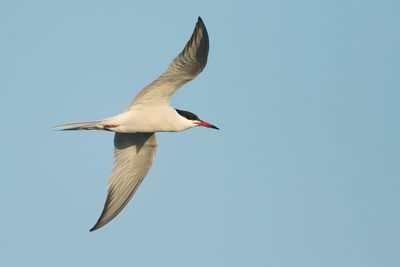 VISDIEF - Sterna hirundo - COMMON TERN